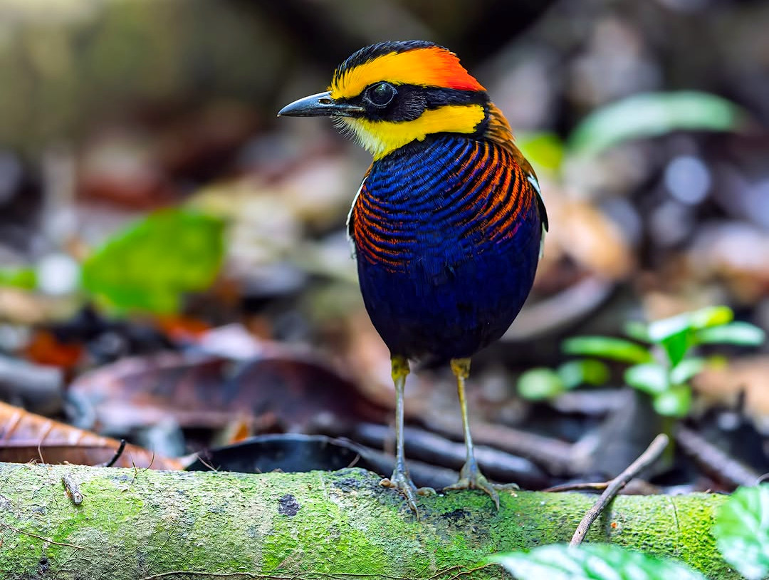 TheBatBotLab's tweet image. Evolution went off the palette 🎨🔥: The male Malayan banded pitta (Hydrornis irena) compresses a sunset into one compact, ground-hopping form🌅🪶. Photo: Tan Tc. #Biodiversity #Wildlife #Birds #Birding #WildlifePhotography #NaturePhotography
