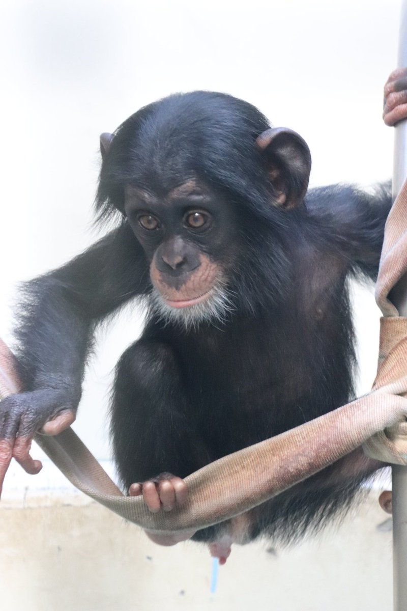 ⭐︎チンパンジー⭐︎ くだもの やさい on X