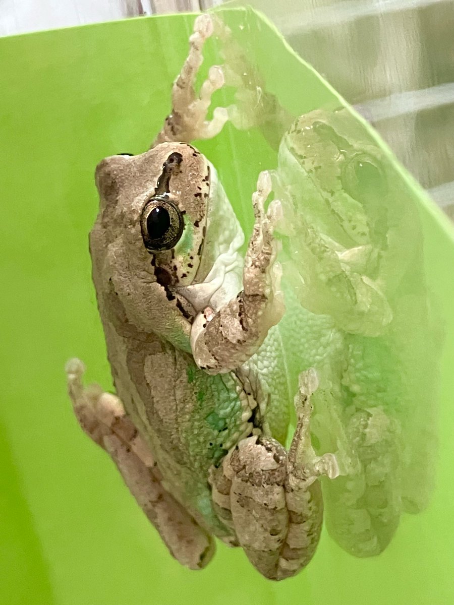 カエルのバルちゃん on X