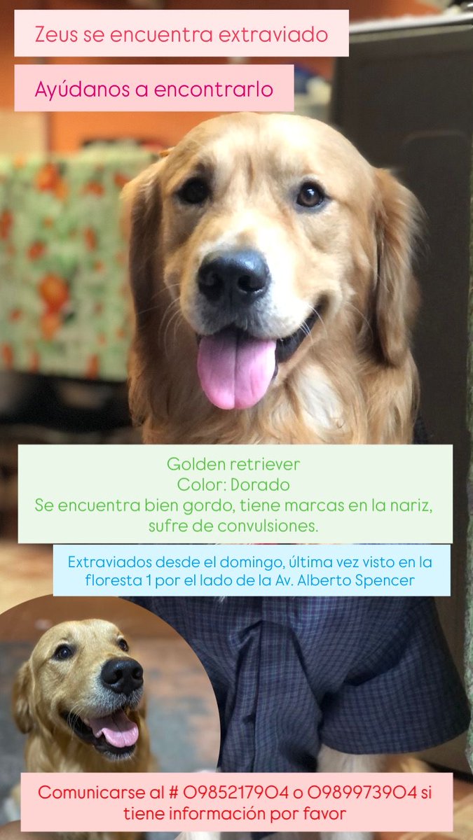 AlertaMePerdi's tweet photo. #PERDIDO #GUAYAQUIL
Nombre: #ZEUS
Fecha: 23/10/25
Sector: Sur, Coop. Centinela del Guasmo, calle Alberto Spencer 
Sexo: Macho
Raza: Golden Retriever
Obsv.: Pelaje dorado
Contacto: 0989973904
¡Ayúdalo a volver con su familia!
#AlertaMePerdí https://t.co/62zeQIrnGa