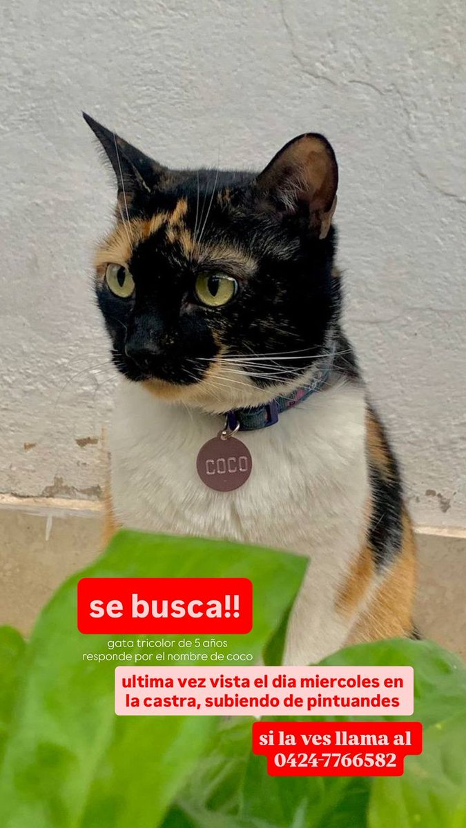 Hola, en San Cristóbal se perdió mi gata coco, por la zona la castra, subiendo por pintuandes con dirección a la urbanización villa san cristobal, no aparece hace dos días, porfa si alguien puede compartir les agradecería mucho 😞 #SanCristobal