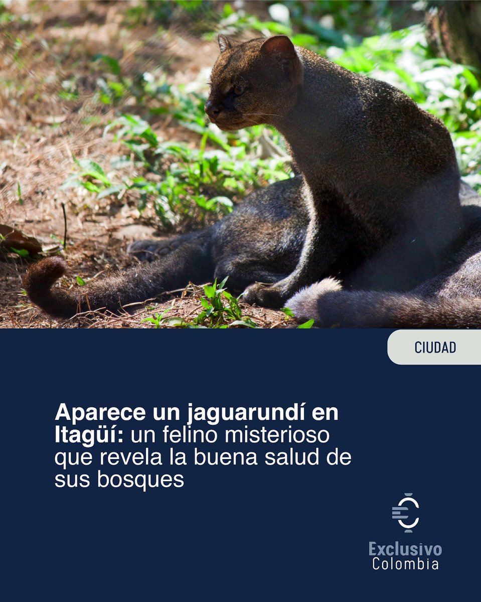 Exclusivo Colombia tweet media