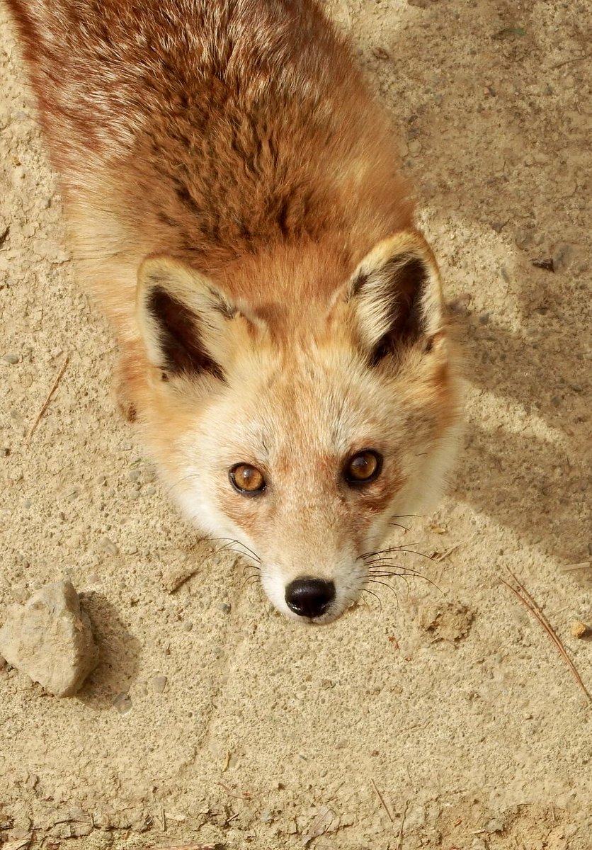 🌰妖怪栗三昧♨️ on X