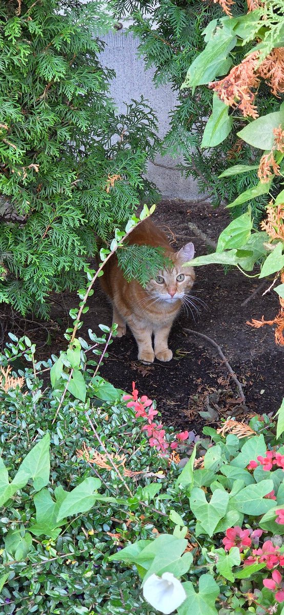 Schönen guten morgen 
Bonschur 
Moin moin Tach Moinsen 
Ja, wen haben wir denn da?
💋😍😘😃🤗🥰🌹🍆💦🔥👅👠💋
#Caturday #CatsLover #BeautifulWorld #saturdaymorning #leather #Sweet #NatureLover