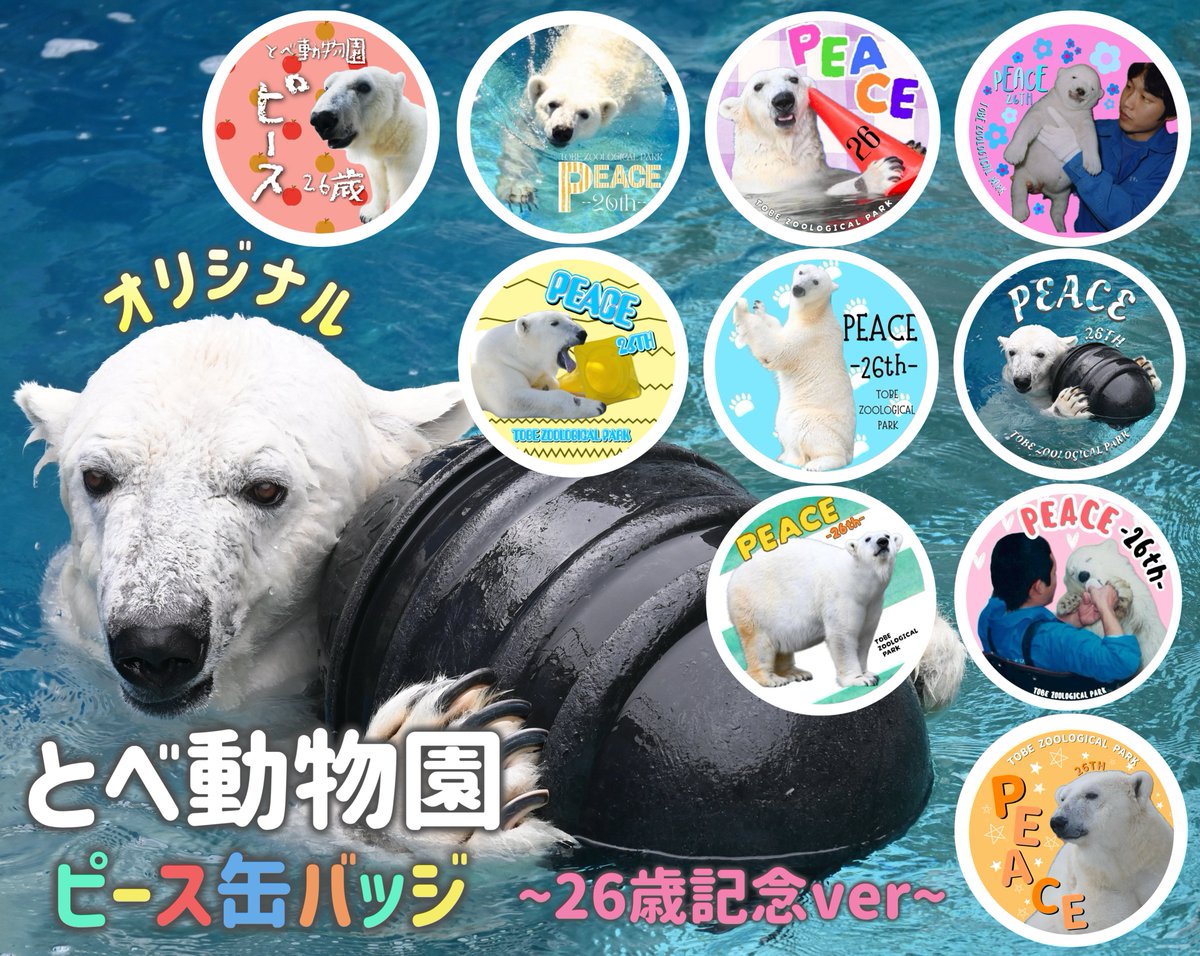 しろくまピース25歳 缶バッジ 5種 ポストカード 愛媛県立とべ動物園【公式】 on X