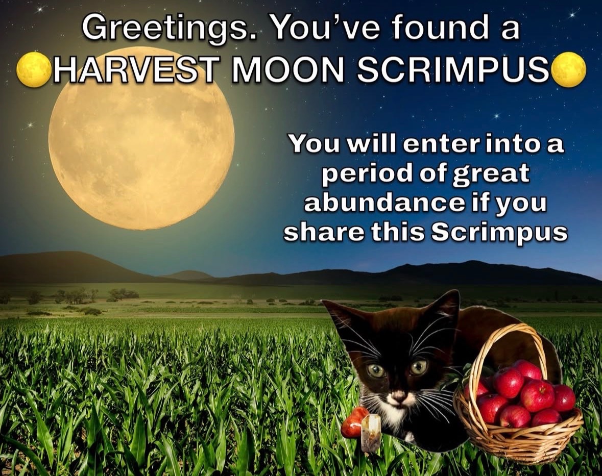 raccoon aesthetic. (@raccoonesthetic) on Twitter photo 