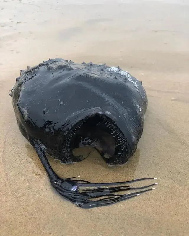 Anglerfish from the ocean depths was washed ashore