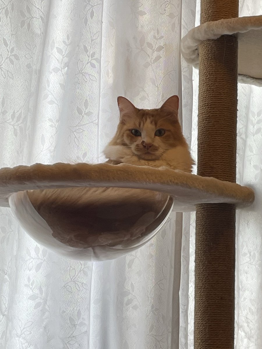 ボブ山本⭐S126 MASTERWAL モアレス USED キズ有り ボブ山本様専用⭐S126 MASTERWAL モアレス USED キズ有り