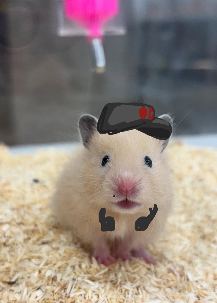 absolutely love this kind of hampter cuz all i see is baby taiko <33