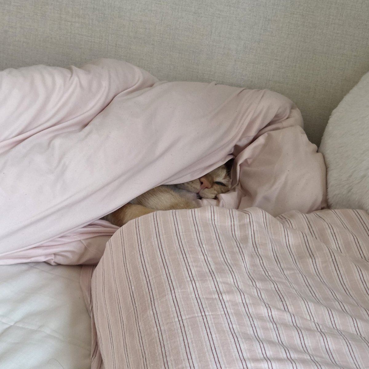 겨울의 애옹이는 귀엽다