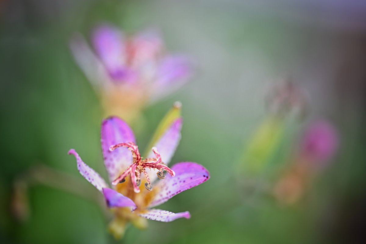 【するめページ】 📸kazumi (@zf1118kazumi) / Posts / X