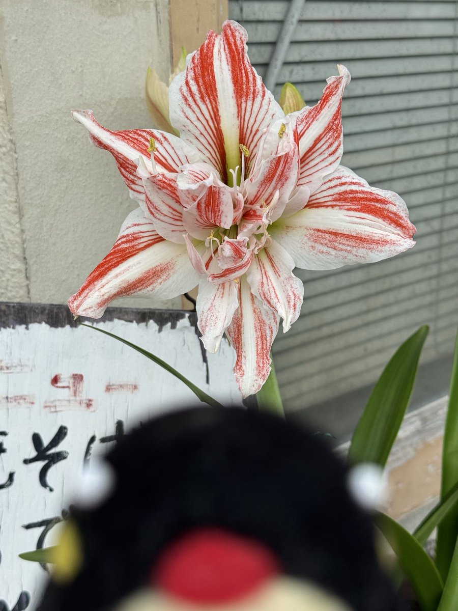 はんぺんさま専用◎ naiyouryou.jpg