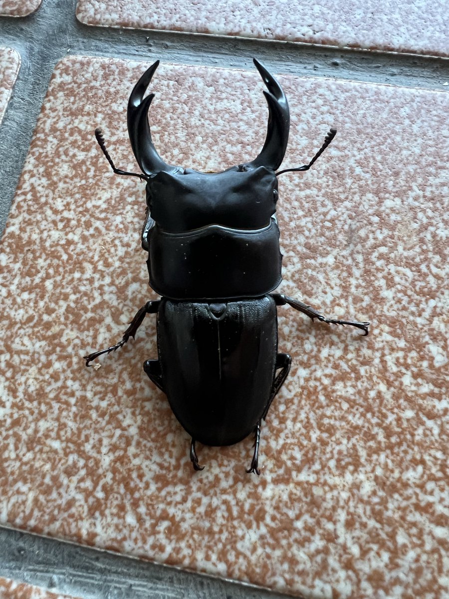 60ないけどかっくいぃ!!!…