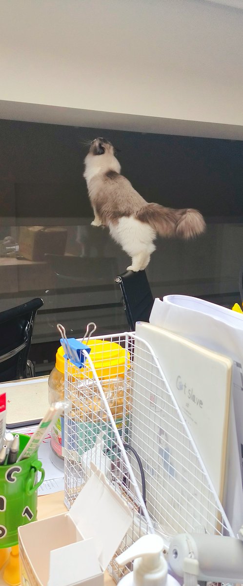cxy_np55260's tweet image. 你小子！爬这么高要干嘛？！
#Cat #猫