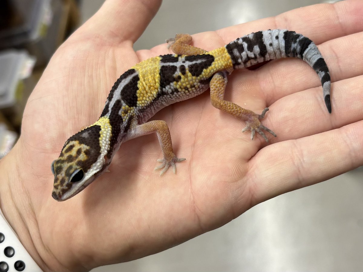 爬虫類倶楽部中野本店 本アカウント on X