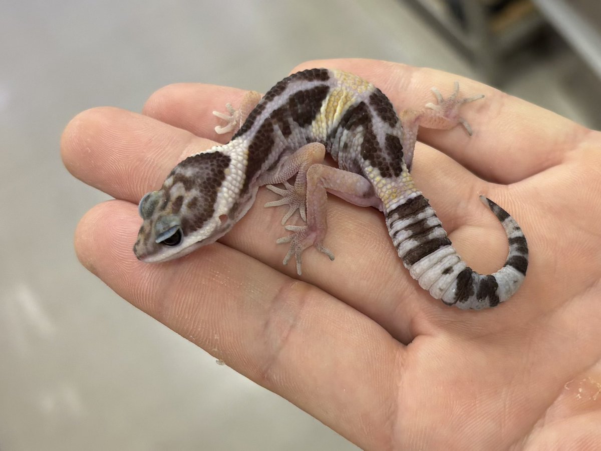 ヒカゲページ 日影©(ﾋｶｹﾞﾁｬﾝ)@ｸﾞﾙ-ﾌﾟ展大成功！ on X