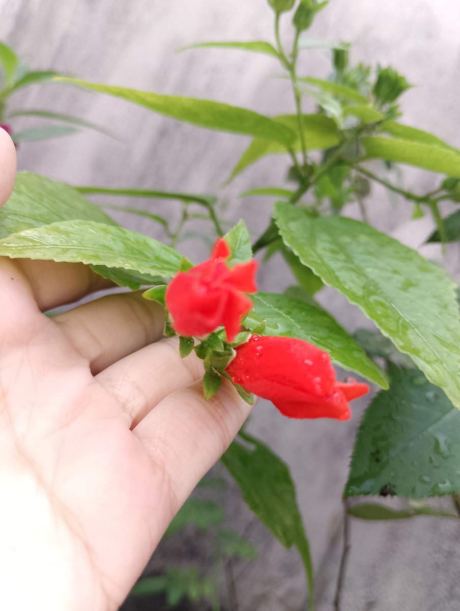#hibiscus 
#redflower
#GoodMorningEveryone