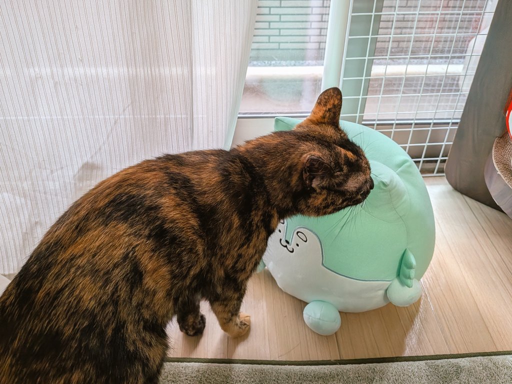 おはん (@shibaken_nu) / Posts / X