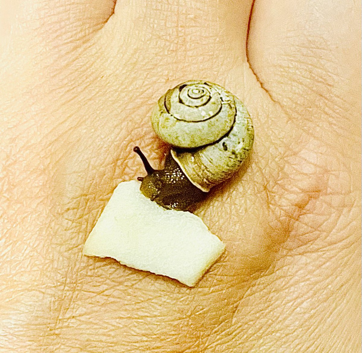 カタツムリ様 stock-photo-snails-cuban-land-