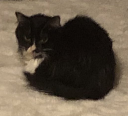 akuta has unlocked pickybitch eating 🙃 thought he was loosing his appetite turns out he now will only eat ALL his food when i prep it a certain way