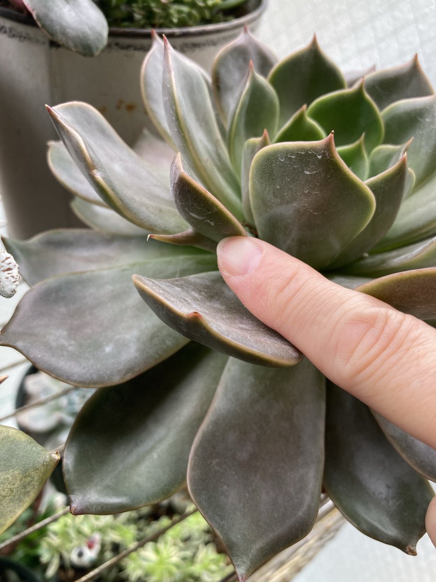 ♥️M!yα♥️ on X