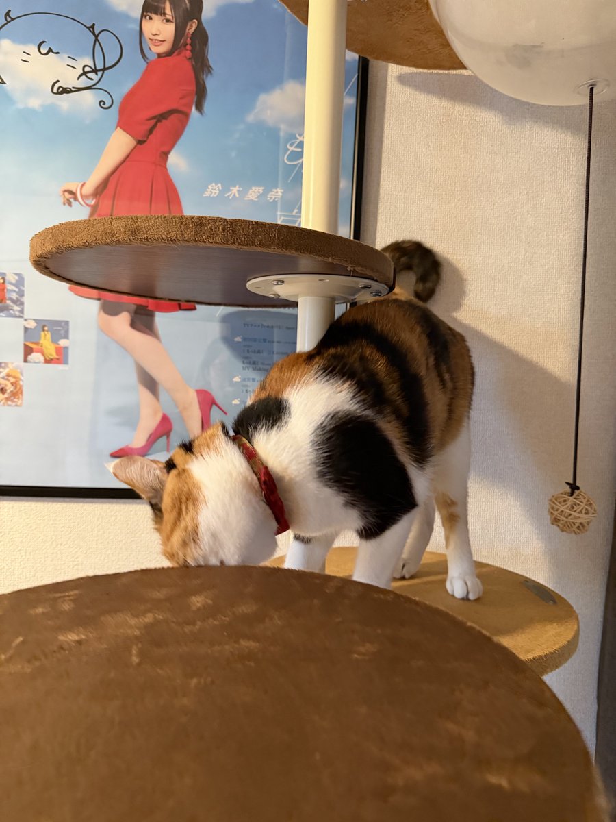 三毛猫のにゃーちゃん🐱(4歳) on X