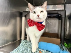 All can see what a doll she be
&amp; can we save her all of us you &amp; me?
They may kill her at NYC ACC on 10/25
so to get Chesapeake out we will strive!
All hope you'll adopt &amp; get her out alive
&amp; stop the killers &amp; stop the clock!
Tag @AdamsPaulGrimlet with pledges!
LAST CALL! 🙏