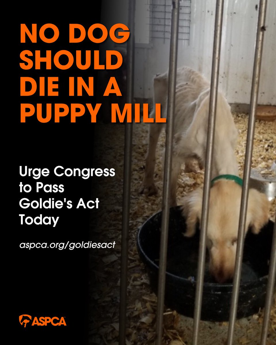 Goldie, a puppy mill victim, endured months of horror at a federally licensed facility while the USDA watched. <a href="/SenAdamSchiff/">Adam Schiff</a>, help stop this cruelty and cosponsor #GoldiesAct, H.R. 349. Break the cycle of abuse. aspca.org/goldiesact #StopAbuse #BeBrave