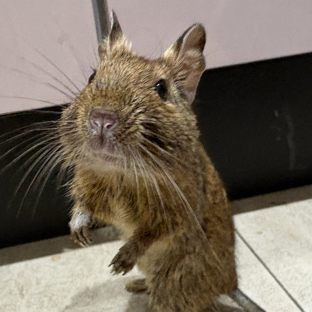 部屋んぽのおるちゃま