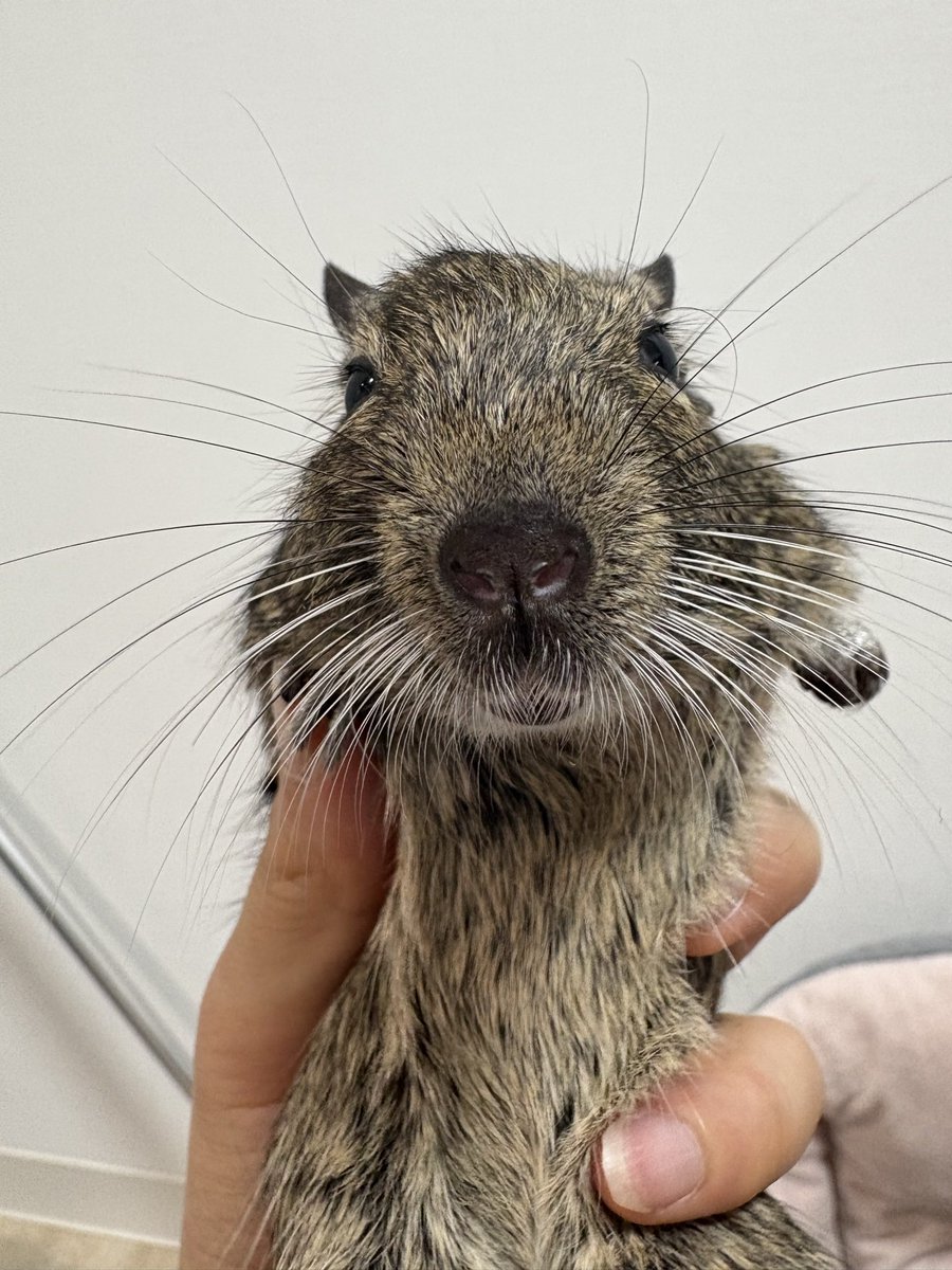 てんたん可愛いけどどちらかというと寝たです