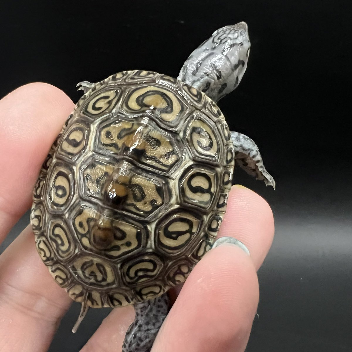 どらにゃんページ DREXX 【旭川本店】 on X