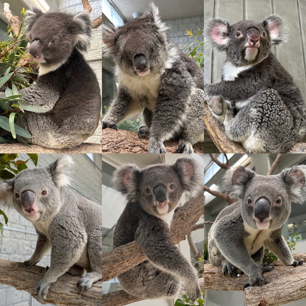 englandhill_zoo's tweet image. 本日はコアラのことをより広く深く知っていただくため、日本動物園水族館協会によって制定された #コアラの日 です
年々コアラを好きになって会いに来てくださる方々が増えているのを感じ嬉しく思います
これからもコアラたちが健やかに過ごせるようわたしたちも日々努めて参ります@(・●・)@