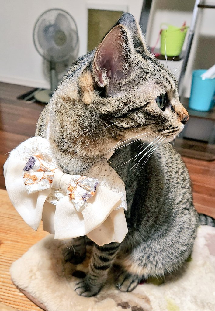 きじねこ catsfamily on X