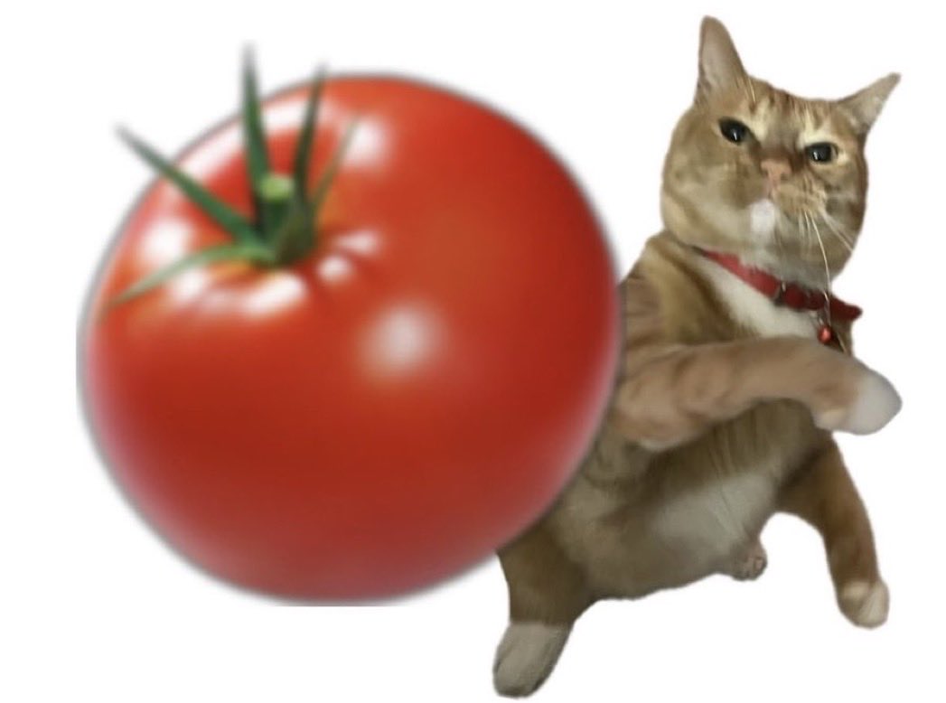 Catsillyness's tweet image. Booo