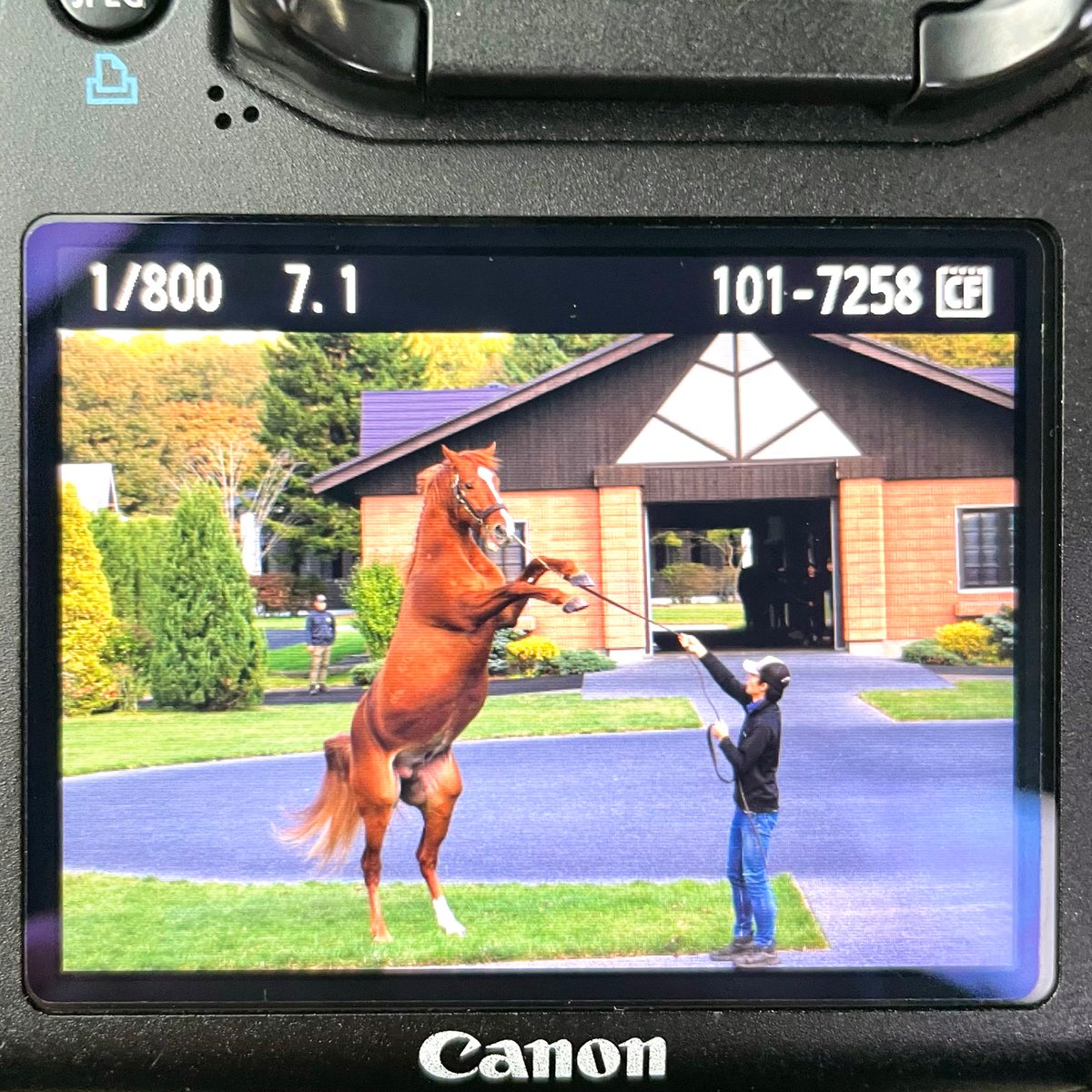 【速報】
拝啓
オルフェーヴルは今年も立ち上がりました
敬具

🐎一般見学不可
🐎社台スタリオンステーションに行こう！イベントにて特別に撮影しております