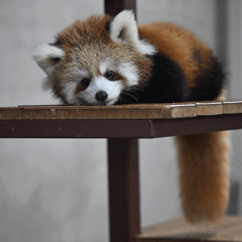 【レッサーパンダ】【2点まとめ】 こうへい🎖️ on X