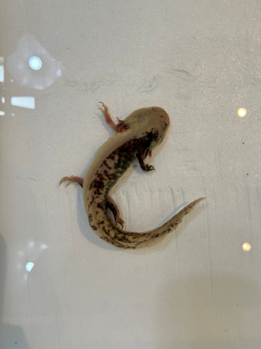 ウーパールーパー 体の左右で色が違うウーパールーパーの展示を開始しました！ 発生の