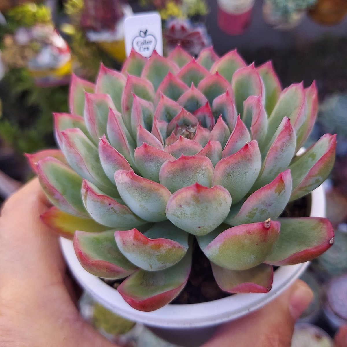 みき姉🧙‍♀️雪国多肉ガーデン/Color Cra/🌵多肉とねぶた on X