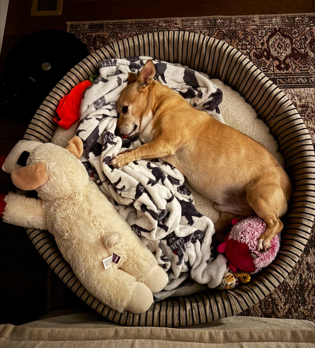 Frances (@franlreichmuth) on Twitter photo Goodnight! Goodnight!
