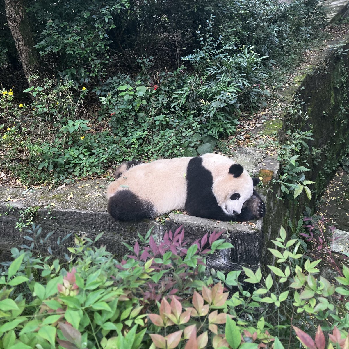 左、成都基地初日
右、成都基地二日目

このすみっこ寝の子、絶対同じ子だよね🐼💤

このお庭は23級の润洋、润泽、CC、９９の4パンが暮らしてます😉

Oct.2025

#ジャイアントパンダ
#成都大熊猫繁殖研究基地