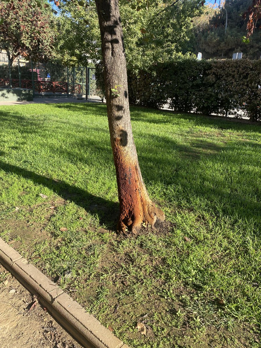 Jesus M. Castillo tweet media