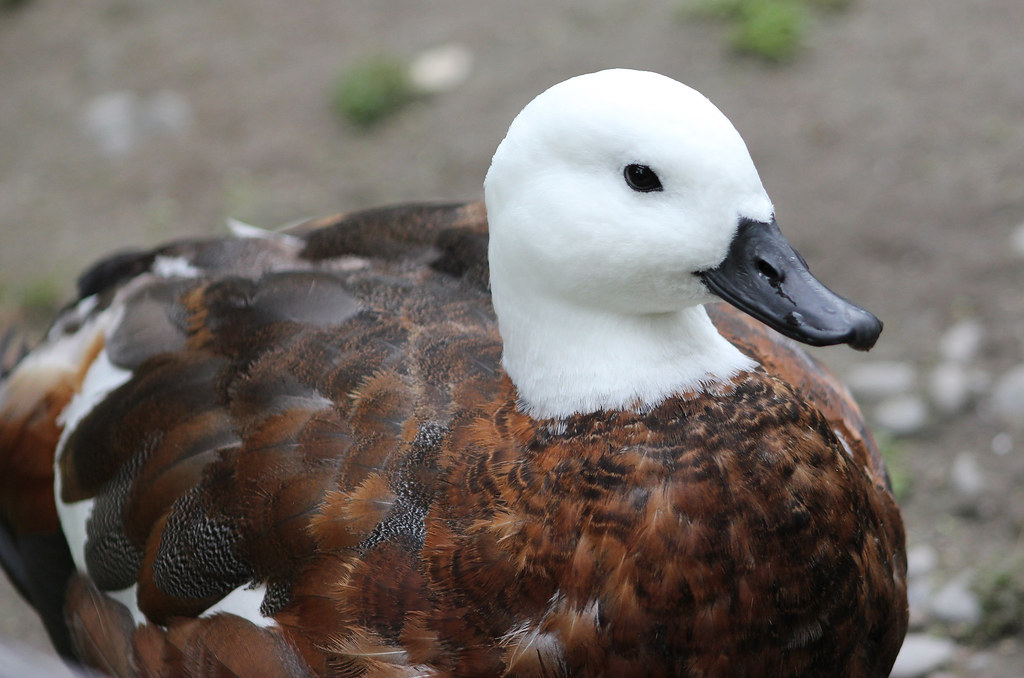 The feathers (@birdd111) / Posts / X