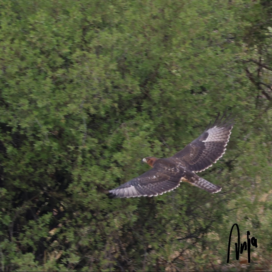 Eagle in flight. 
#photography #nature #outdoors #Eagle #Raptor #Okavango #Delta #Botswana #BirdsSeenIn2025