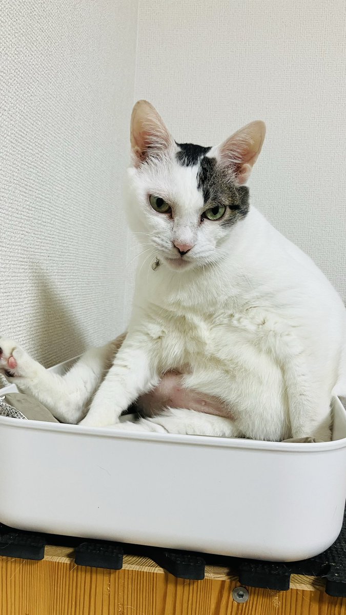 モトイチ (@motoichi561) / Posts / X