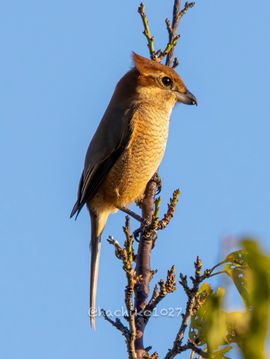 はちこ。。 はちこ on X