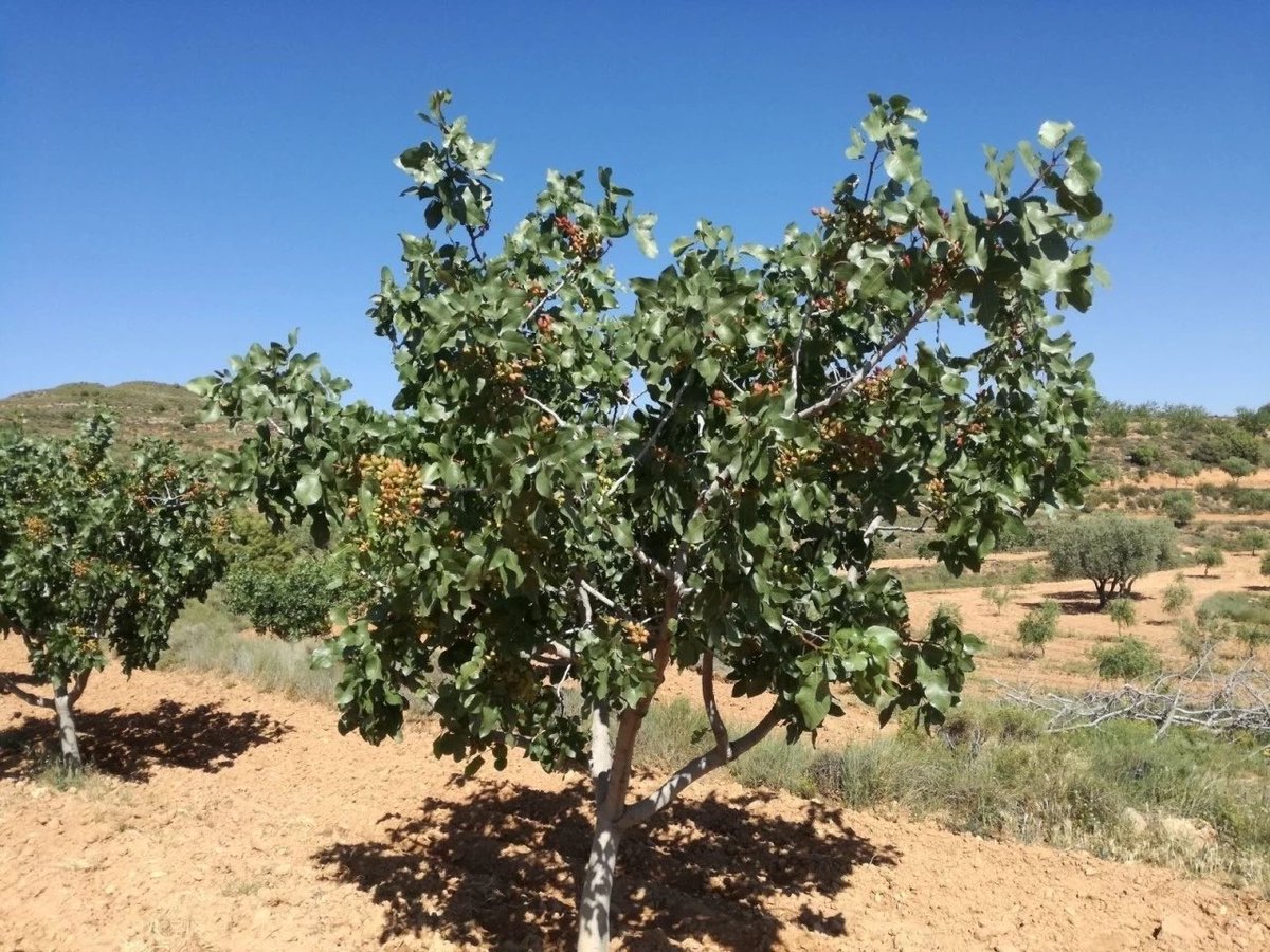 🚜🎙️📻  𝗙𝗶𝗻𝗮𝗹𝗶𝘇𝗮 𝗹𝗮 𝗰𝗮𝗺𝗽𝗮𝗻̃𝗮 𝗱𝗲𝗹 𝗽𝗶𝘀𝘁𝗮𝗰𝗵𝗼 𝗲𝗻 𝗔𝗿𝗮𝗴𝗼́𝗻 𝗰𝗼𝗻 𝘀𝗲𝘀𝗲𝗻𝘁𝗮 𝘁𝗼𝗻𝗲𝗹𝗮𝗱𝗮𝘀 𝗿𝗲𝗰𝗼𝗴𝗶𝗱𝗮𝘀.
📻  Nos lo han contado hoy en ❜𝗗𝗲 𝗽𝘂𝗲𝗿𝘁𝗮𝘀 𝗮𝗹 𝗰𝗮𝗺𝗽𝗼❜ 𝗱𝗲 𝗔𝗿𝗮𝗴𝗼́𝗻 𝗥𝗮𝗱𝗶𝗼.
📻  𝗘𝘀𝗰𝘂́𝗰𝗵𝗮𝗹𝗼