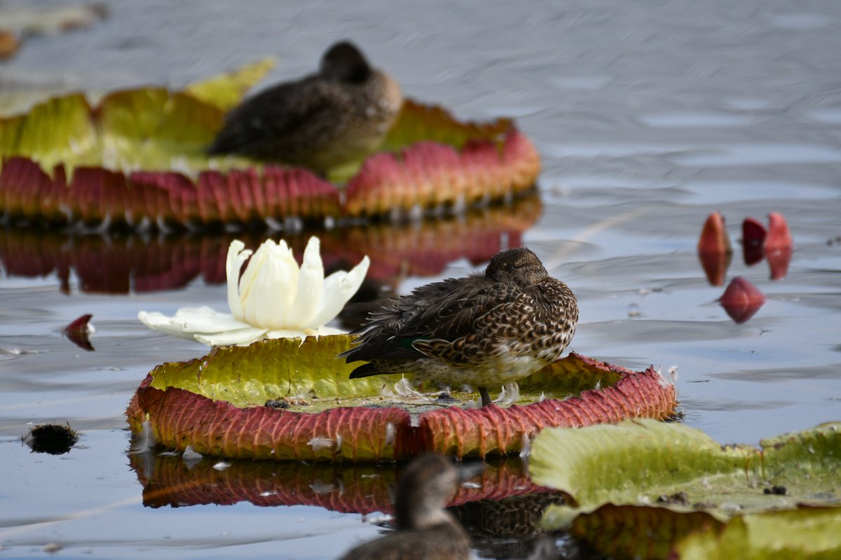 かるがも（たかはし@富山） (@eagleduck) / Posts / X