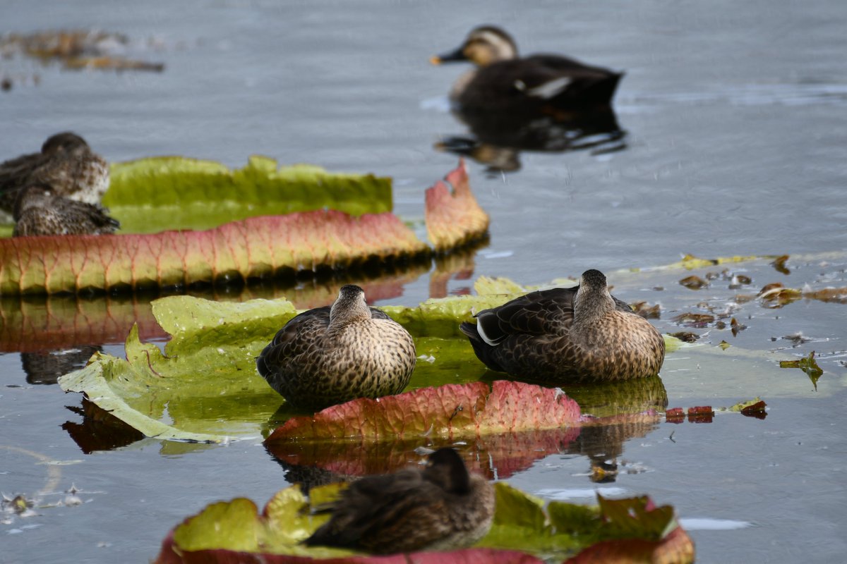 【たかこ】モビール6点 ❤︎鶴/富士山/梅/松❤︎クジラ❤︎お月見❤︎カモメ❤︎ 他 かるがも（たかはし@富山） on X