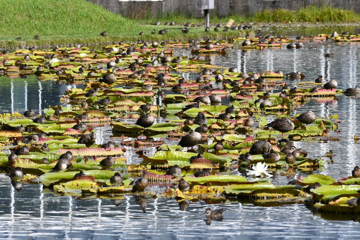 かるがも（たかはし@富山） on X