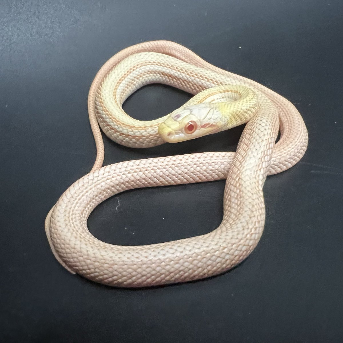 DREXX 【旭川本店】 on X